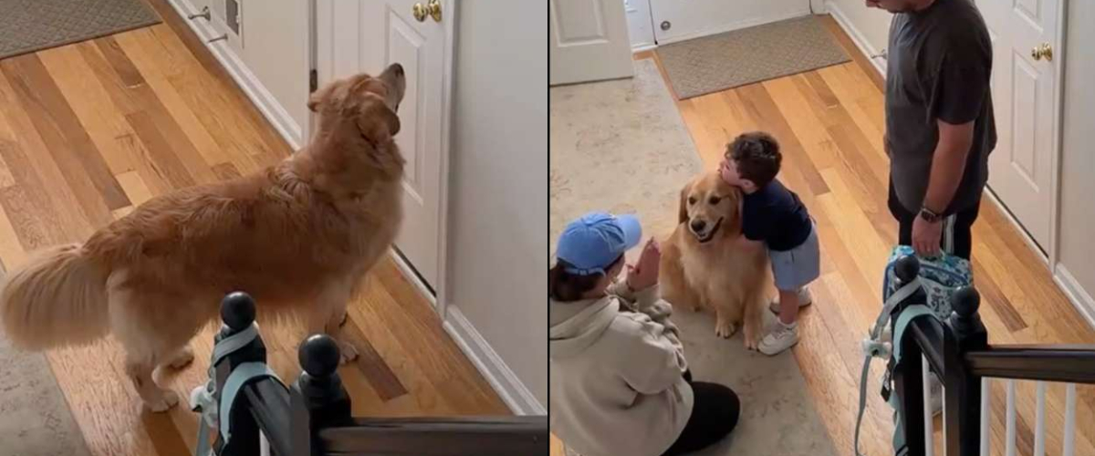 El emotivo video de un golden retriever que no entiende por qué el niño tiene que ir al cole
