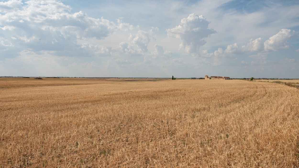 Terreno agrícola en Albacete afectado por la sequía. Archivo EP.