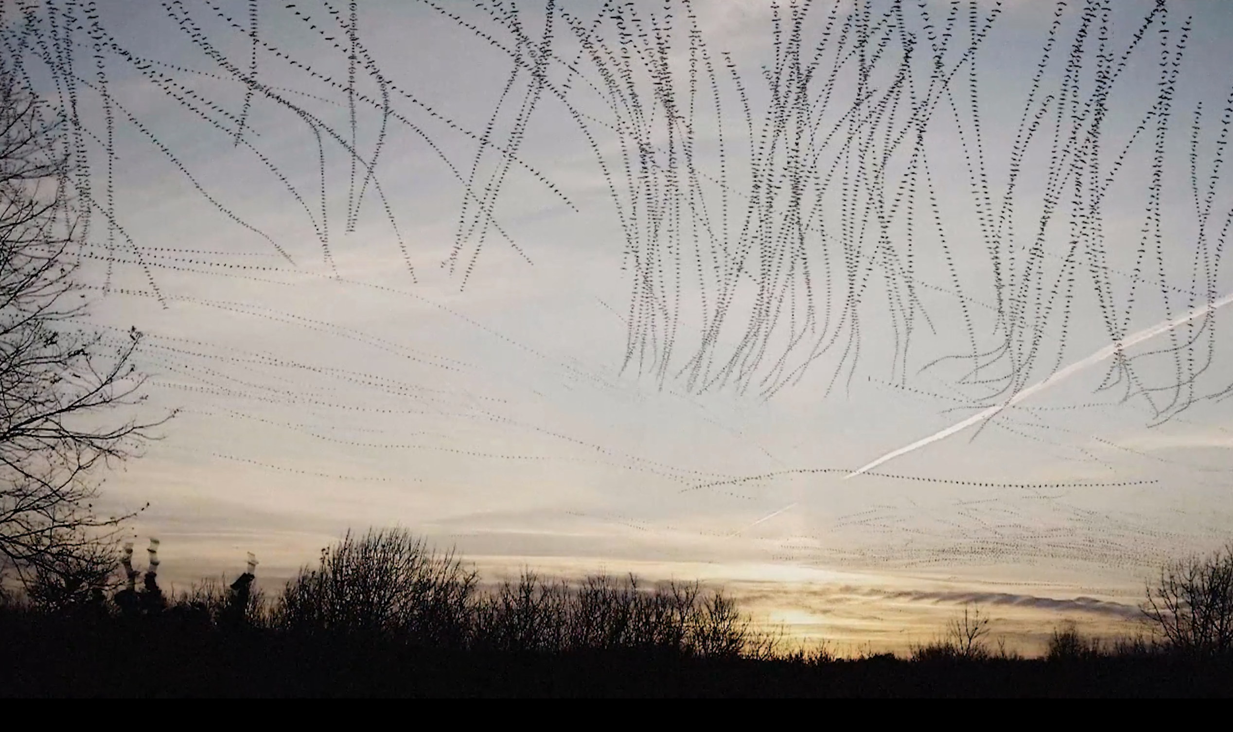 Dennis Hylinsky, el artista que dibuja en el cielo con pájaros [video]