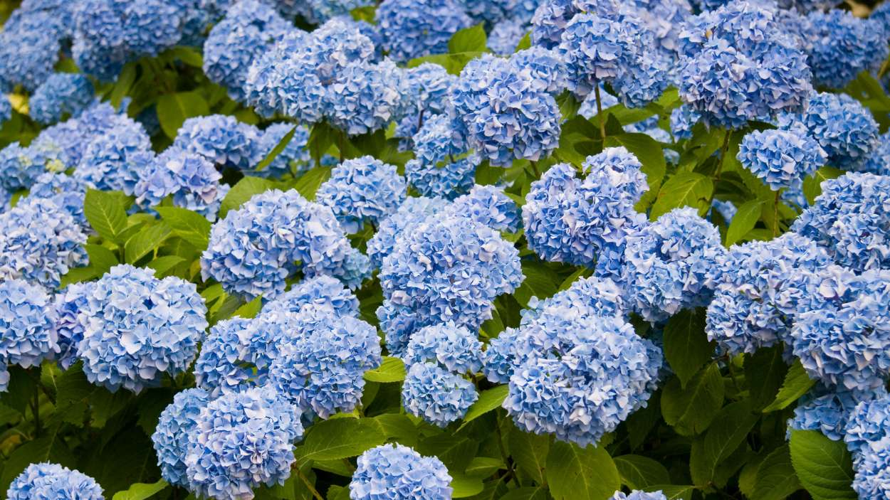Las hortensias están adaptadas a ambientes frescos y húmedos, por lo que las temperaturas extremas las ponen al límite. 
