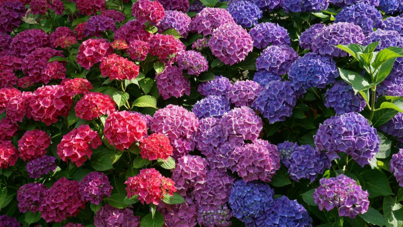 Hortensias de colores