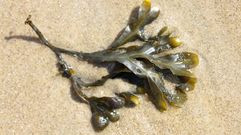 Fucus vesiculosus Fucus vesiculosus