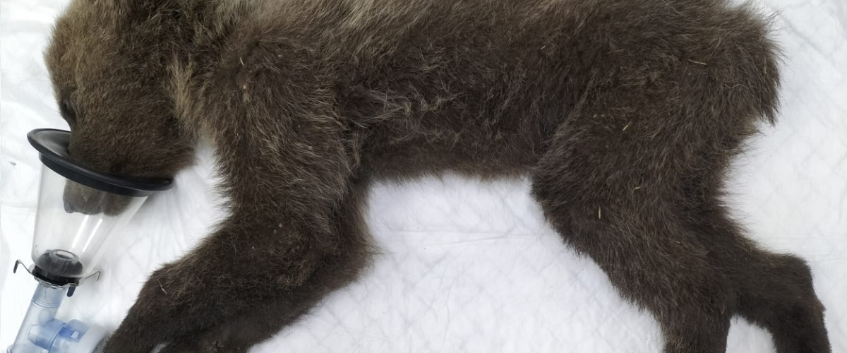 'Barniedo', el oso que sobrevivió a dos incendios forestales, corre por el monte "en perfecto estado de salud"