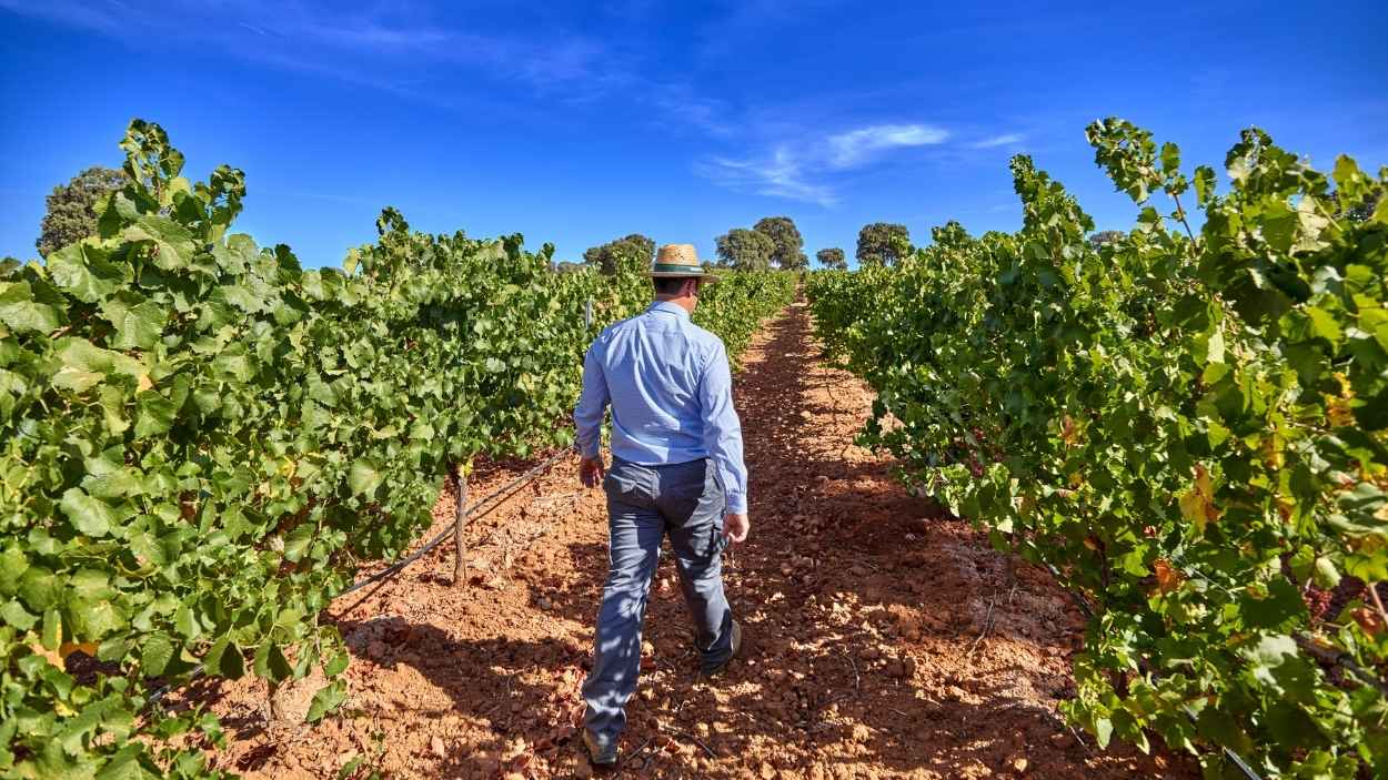 Viñedo en Castilla-La Mancha.