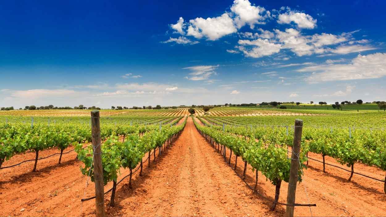 Viñedo en Castilla-La Mancha.