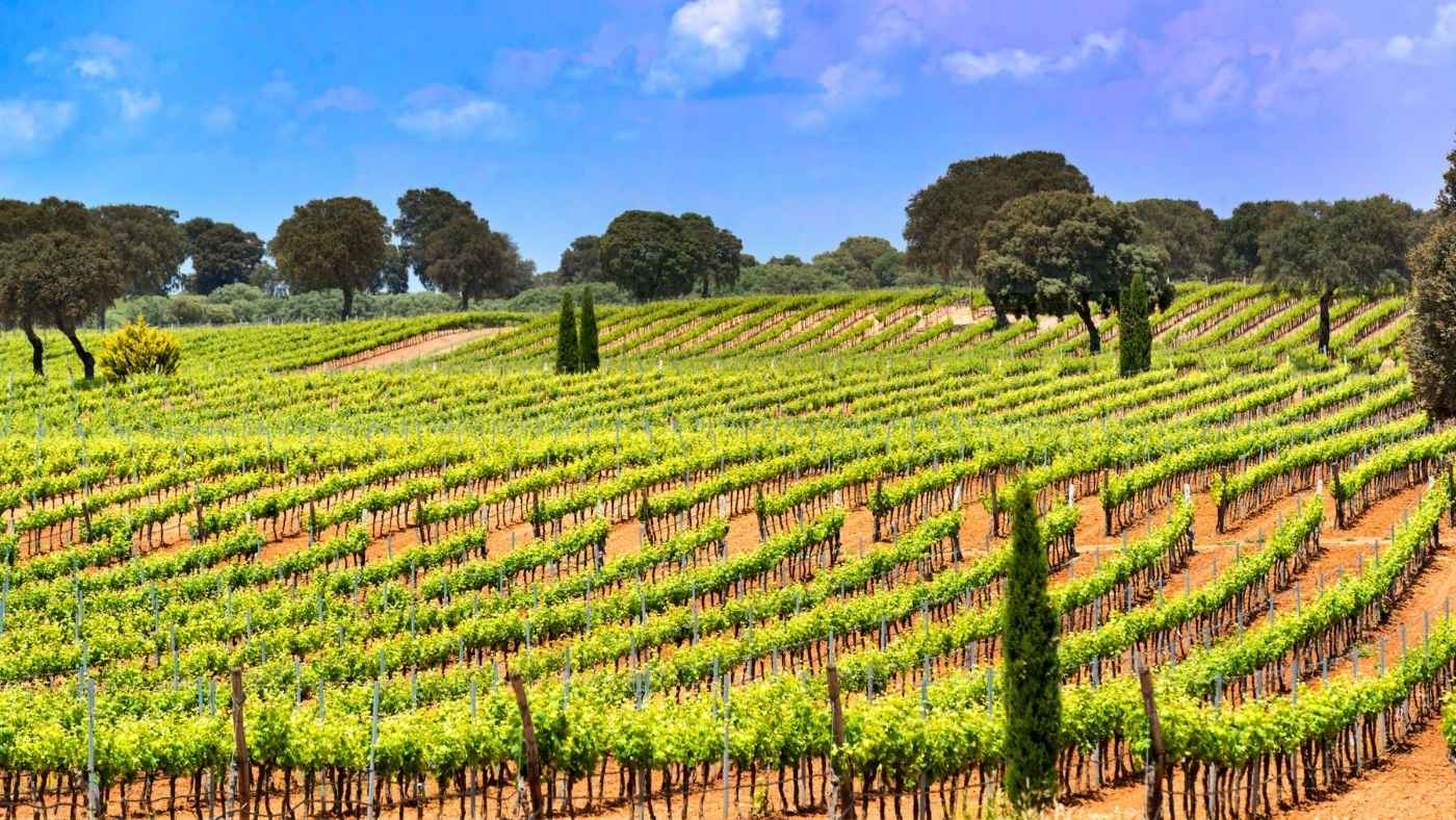 Viñedo en Castilla-La Mancha. Turismo Castilla-La Mancha, David Blázquez.