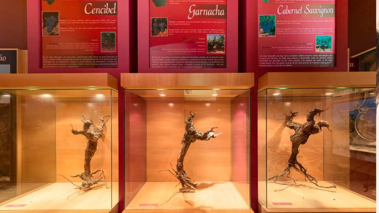 Tipos de cepas. Museo Torre del Vino. Socuéllamos (Ciudad Real).