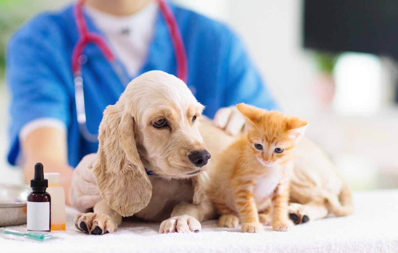 Los veterinarios aconsejan chequear la salud de nuestra mascota tras las vacaciones. 