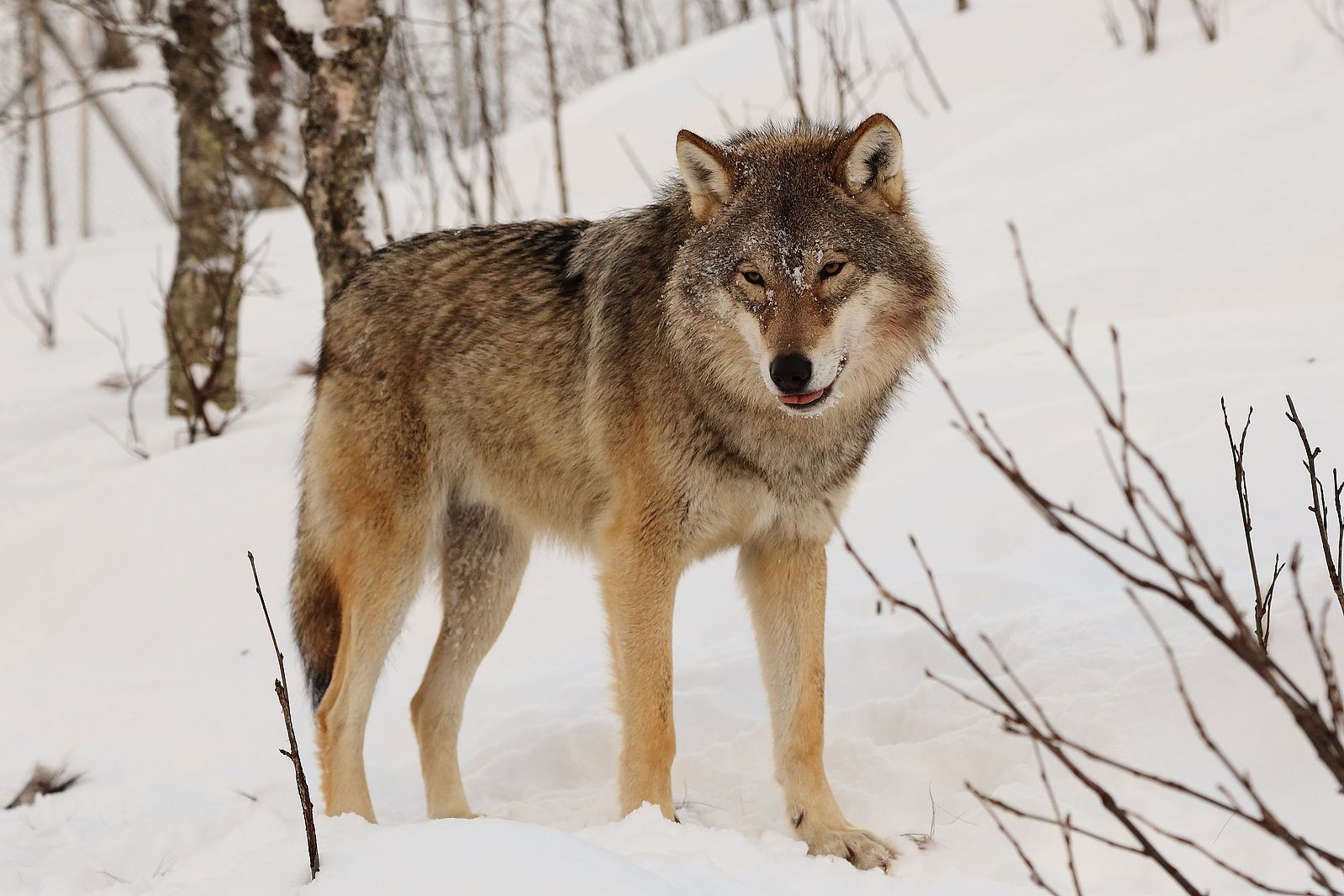 Dos tercios de los lobos de Noruega serán abatidos