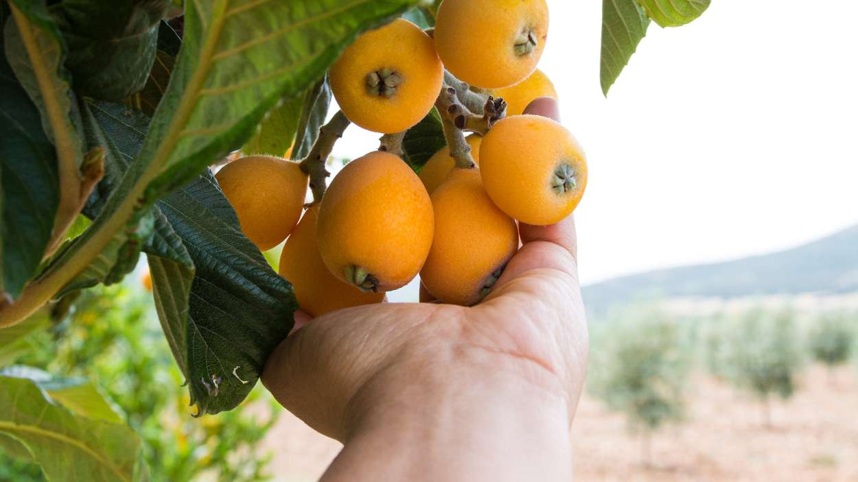 El fruto del níspero es bueno para la salud
