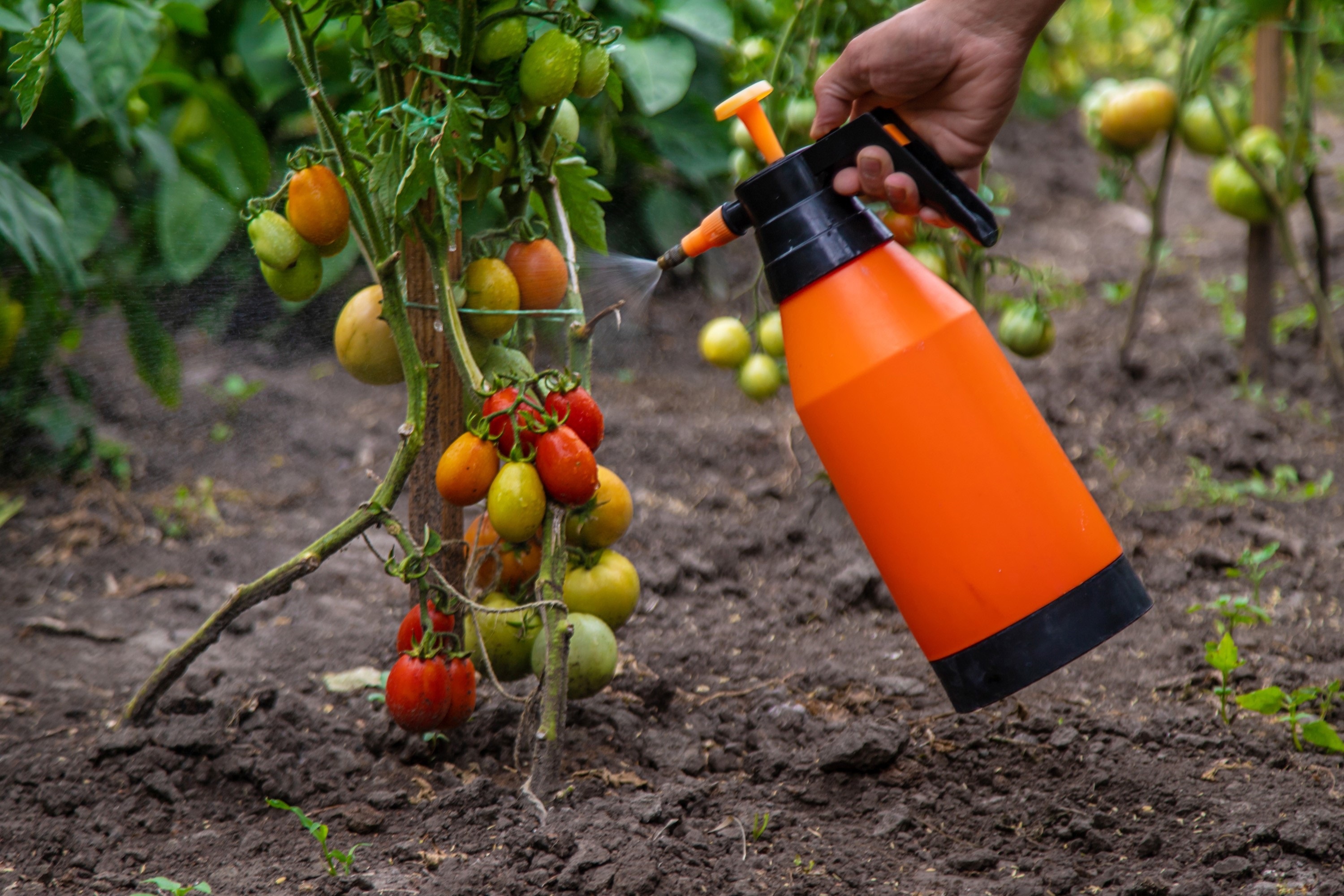 Desarrollan compuesto permite tomates otros cultivos convencionales. EP