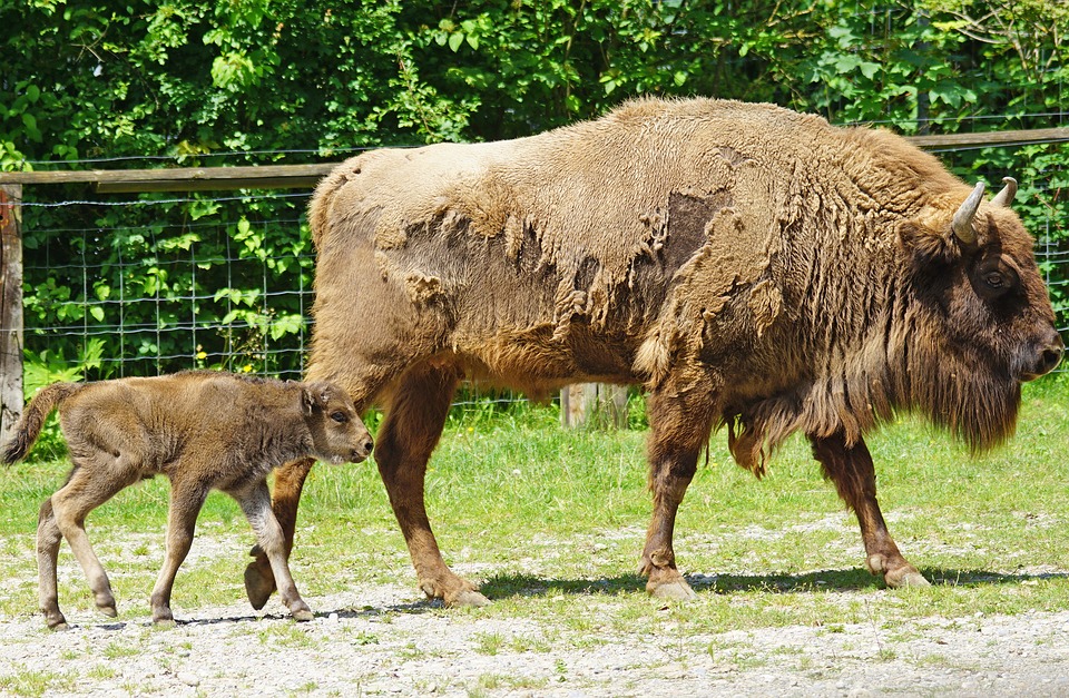 Los bisontes, activos naturales para el control de incendios