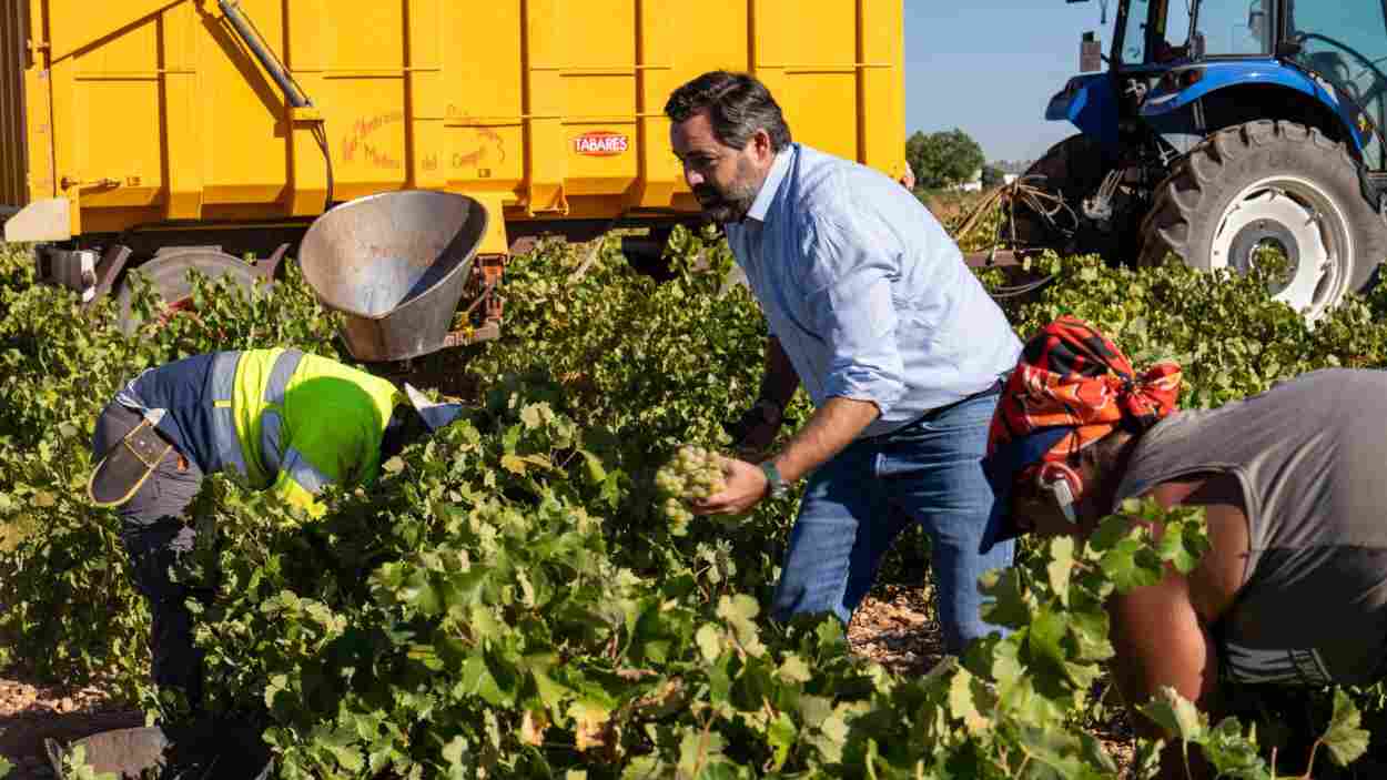 Paco Núñez haciendo como que vendimia en una explotación agraria de Castilla-La Mancha. PP.