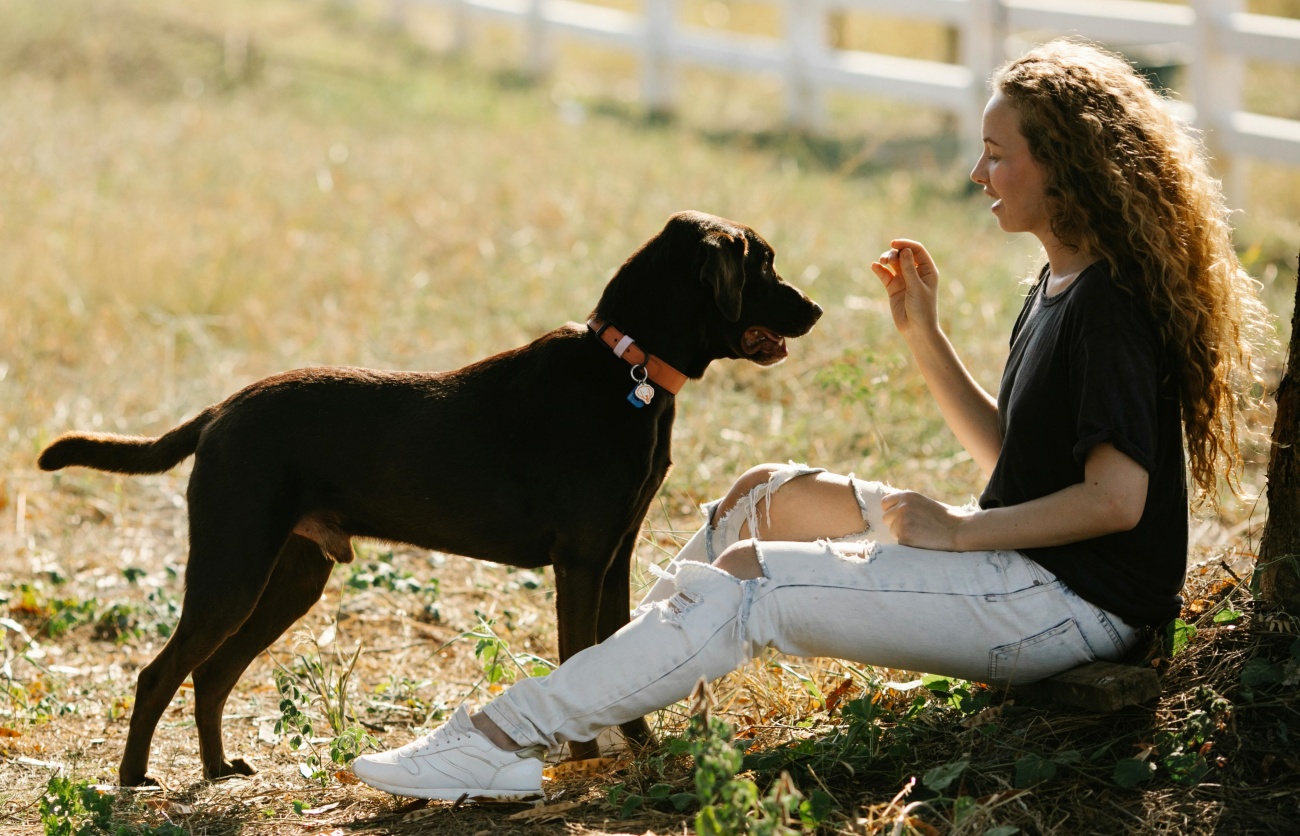 En 2024 se llevaron a cabo más de 70.000 adopciones de perros en España