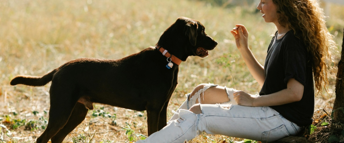 Aumentan las adopciones de animales en España, pero siguen siendo insuficientes: "Demasiado viejo, demasiado grande"
