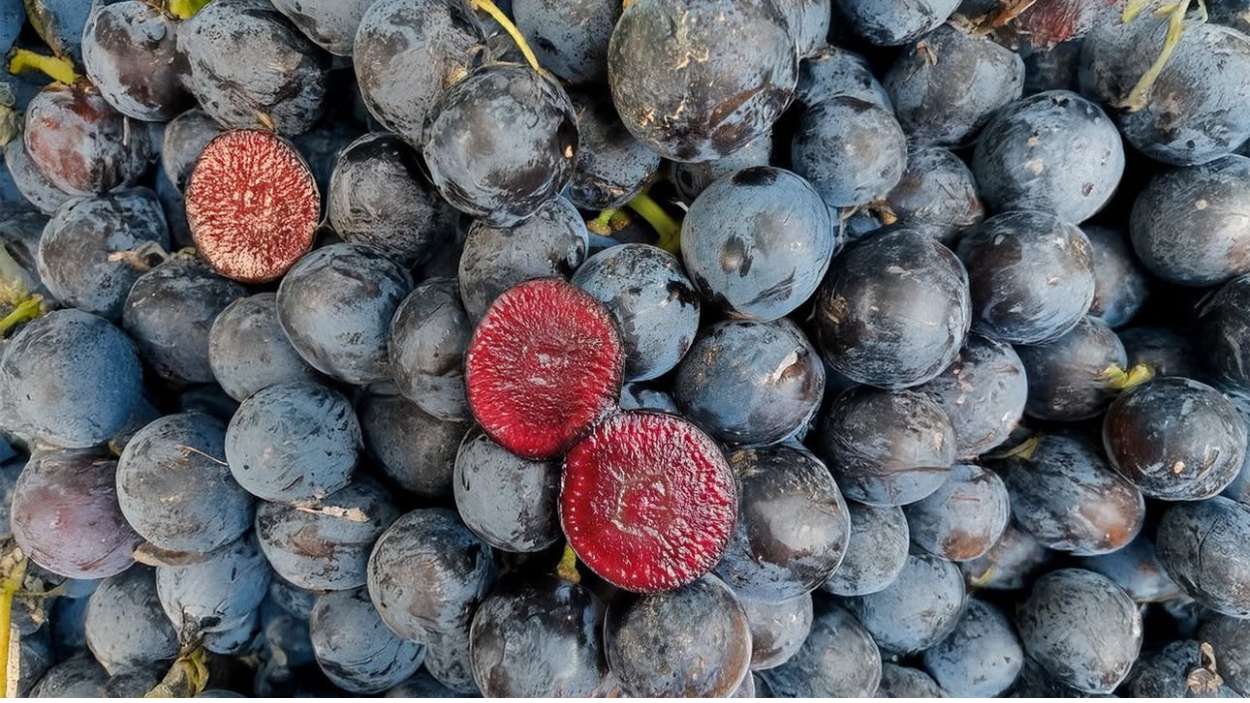 Uva por fuera, arándano por dentro: llega una nueva 'superfruta' rica, muy saludable y murciana