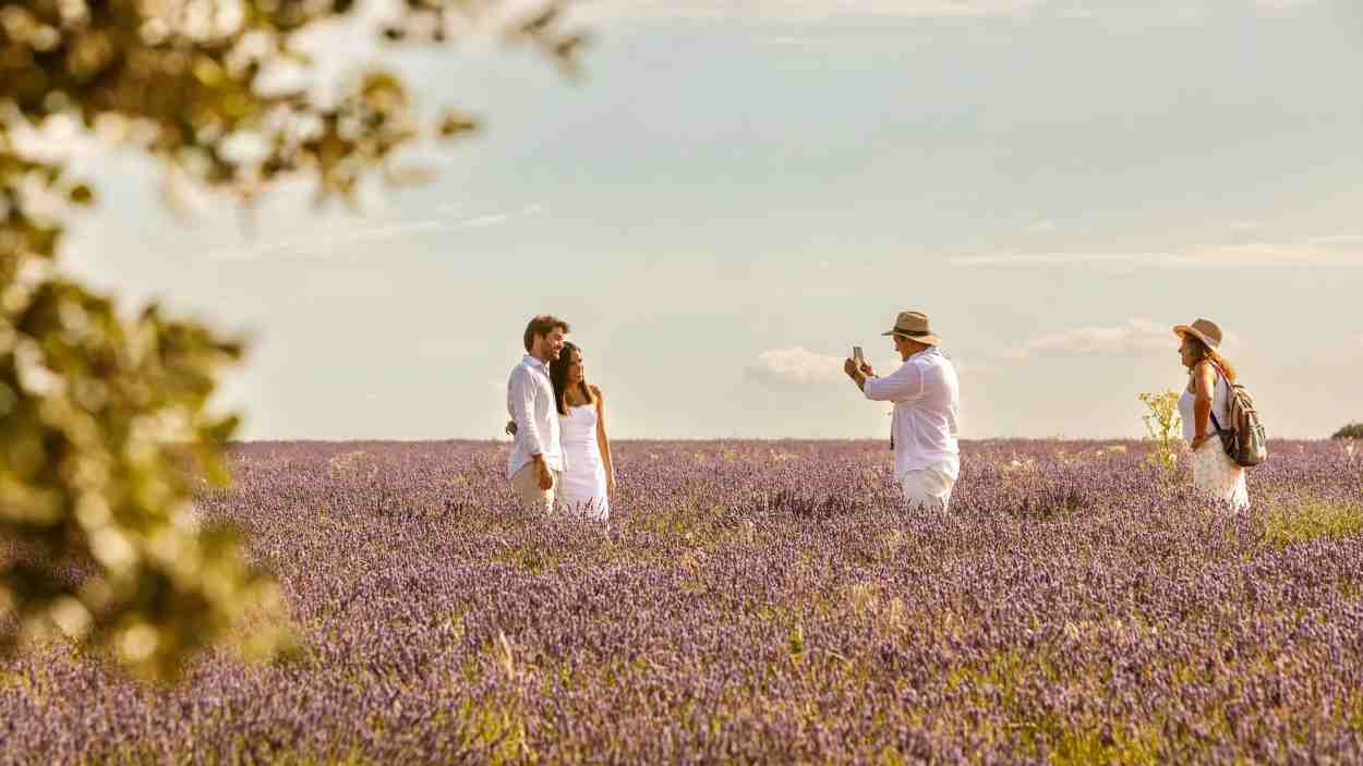 Varios turistas en los campos de lavanda de Brihuega (Guadalajara). Festival de la Lavanda.