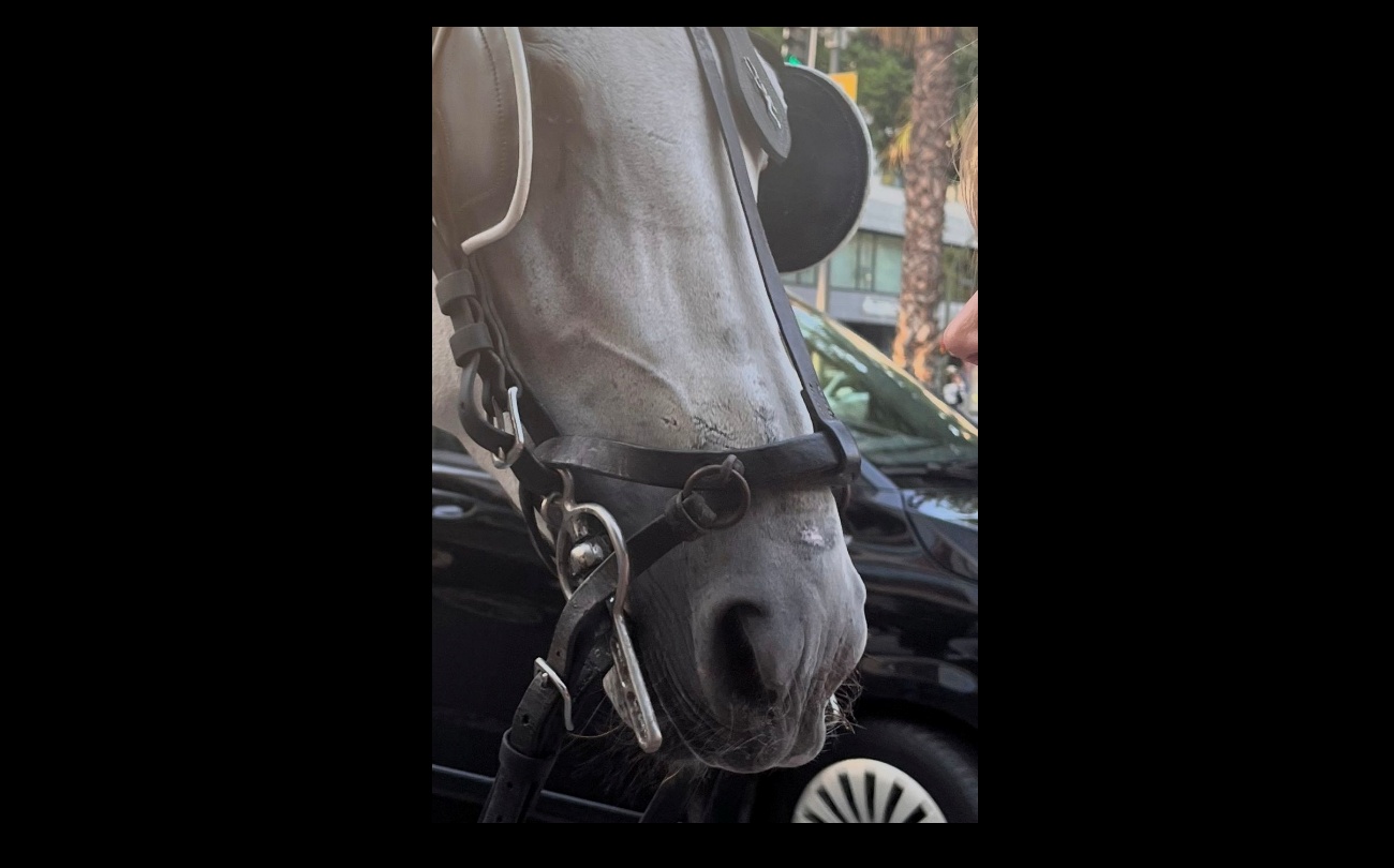 Hope, el caballo de Marbella obligado a transportar turistas a más de 40 grados