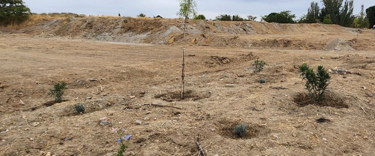 Los vecinos de Montecarmelo responden al empeño del Ayuntamiento de Almeida replantando árboles en el cantón