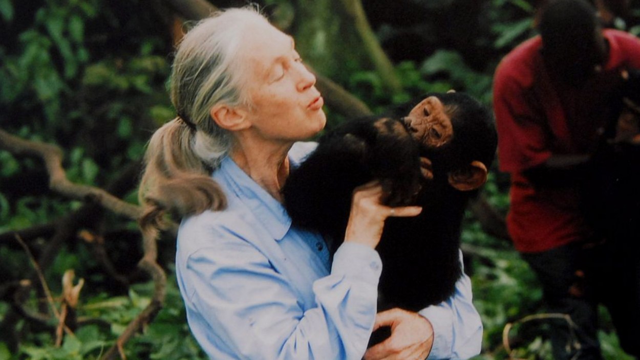 Jane Goodall con un chimpancé (RTVE)