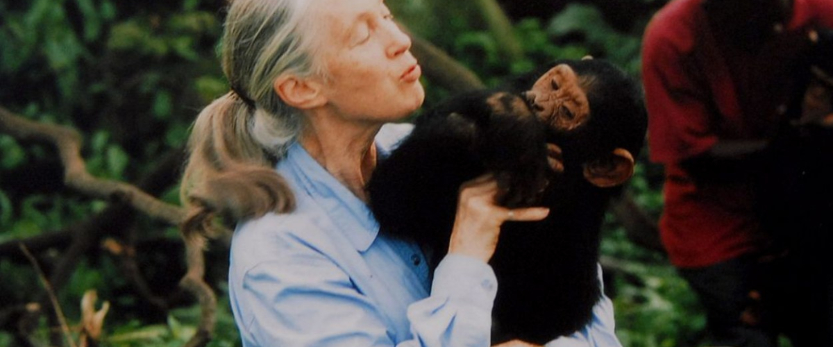 Muere Jane Goodall, referente de los estudios de los chimpancés y defensora del medio ambiente