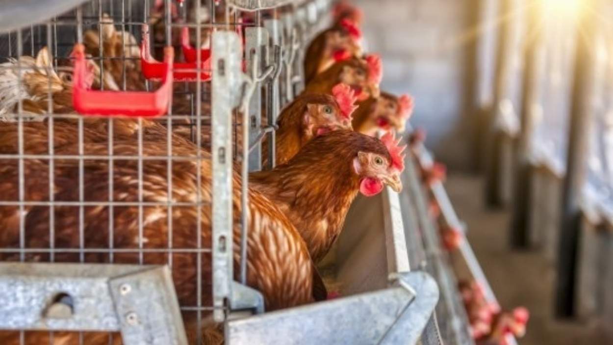 Imagen de recurso de gallinas. Archivo.