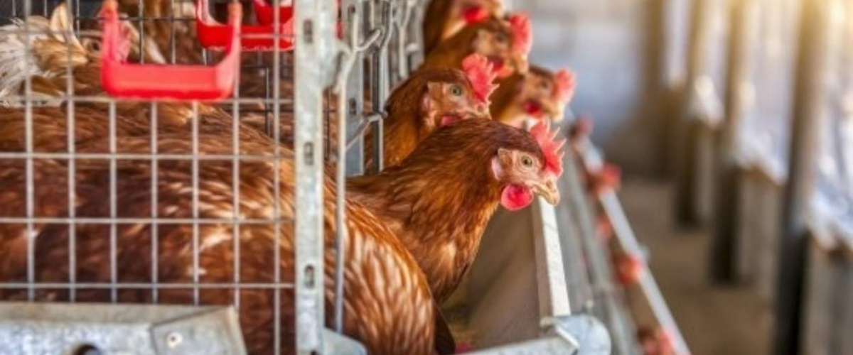 Detectan un foco de gripe aviar en una granja de Valdemoro (Madrid)