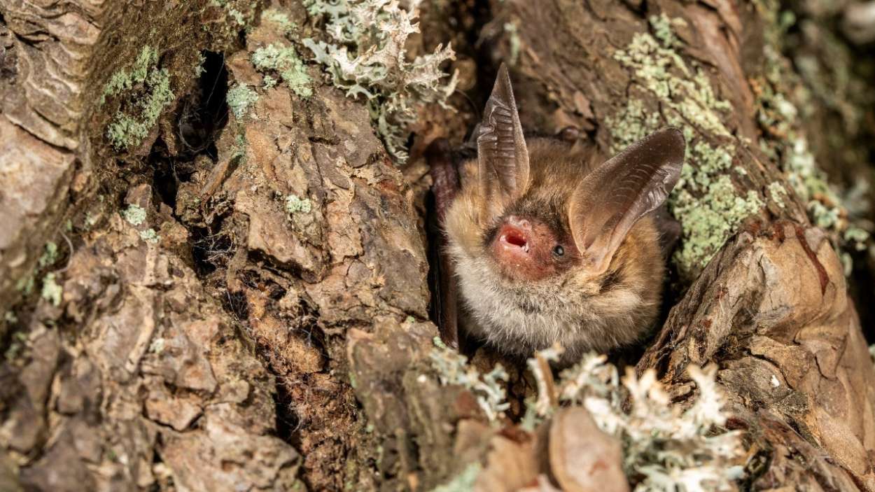 Un murciélago nunca visto en el Cadí Moixeró sorprende a los científicos