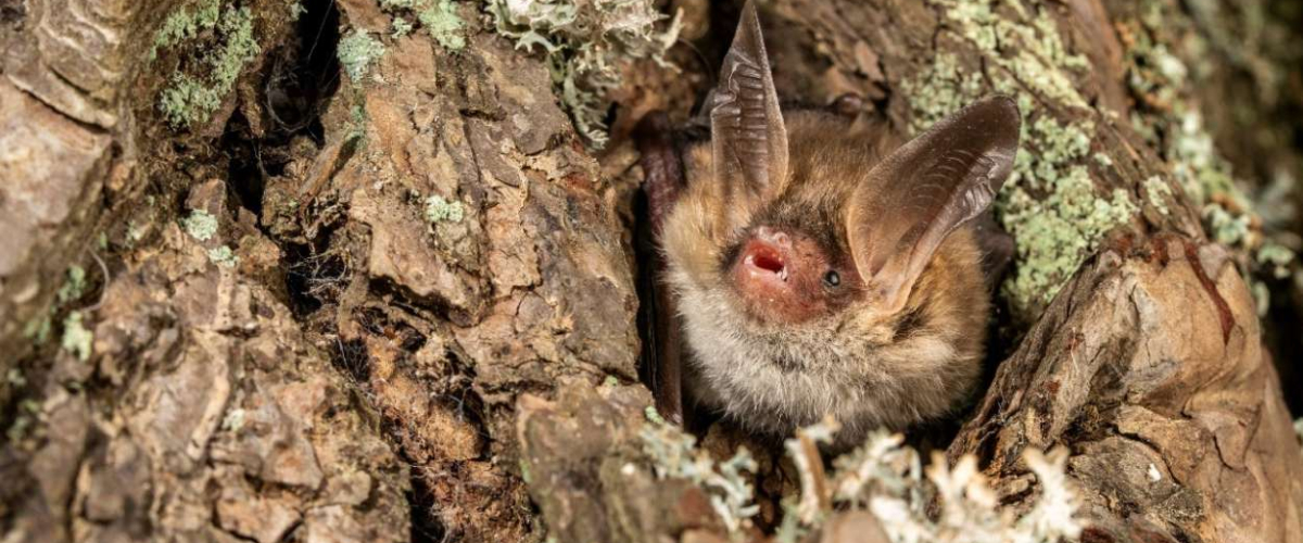 Un murciélago nunca visto en el Cadí-Moixeró sorprende a los científicos