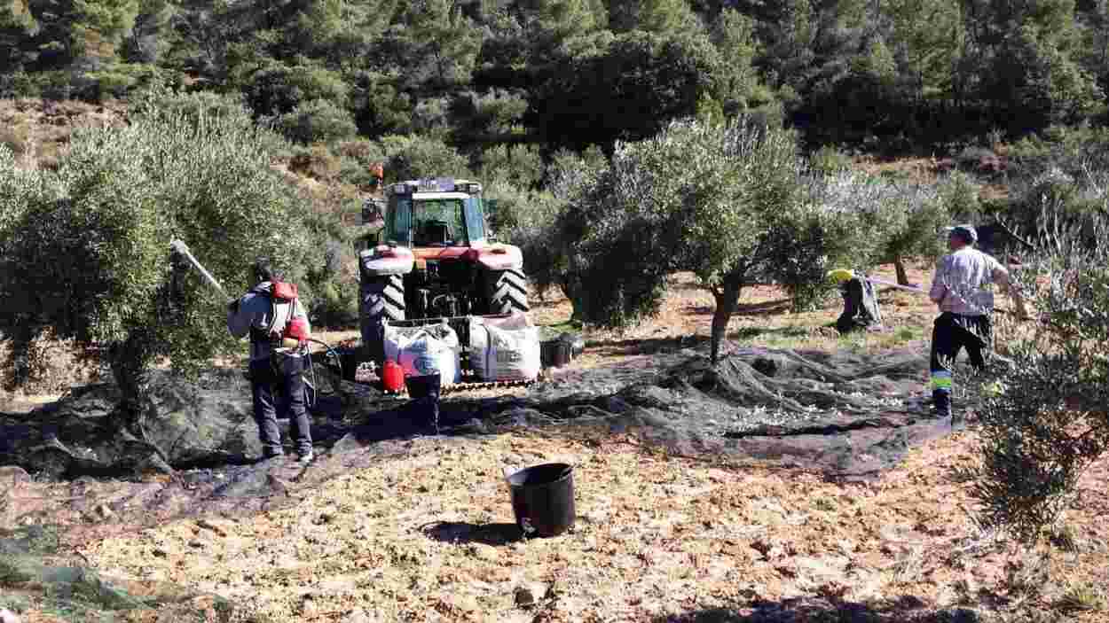 Varios jornaleros trabajando en la recolección de la aceituna. EP.