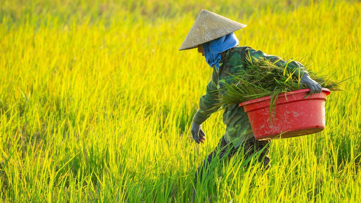Imagen de recurso de una mujer trabajando en el campo. Pixabay.