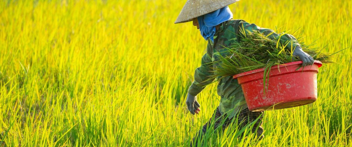 Las mujeres, el futuro de un mundo rural sostenible