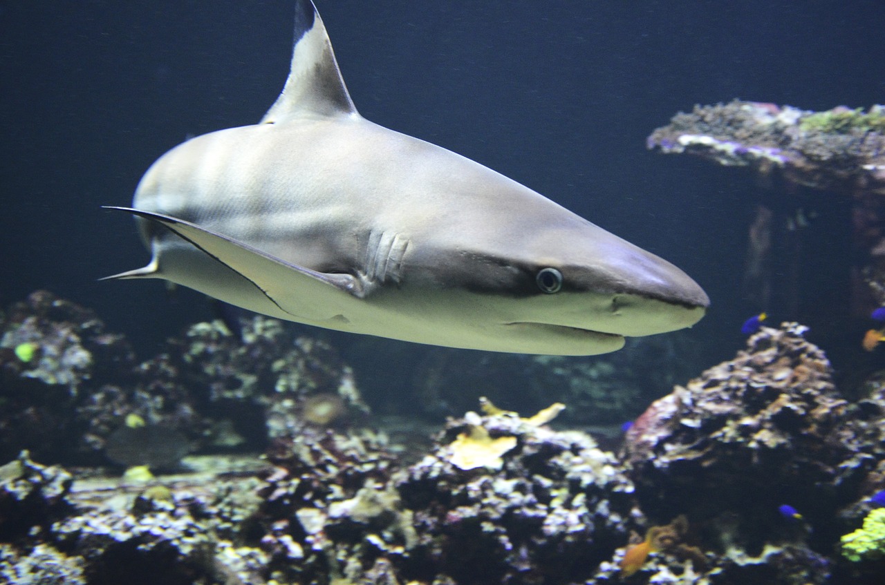 Cómo bucear entre tiburones [Guía de Viaje]