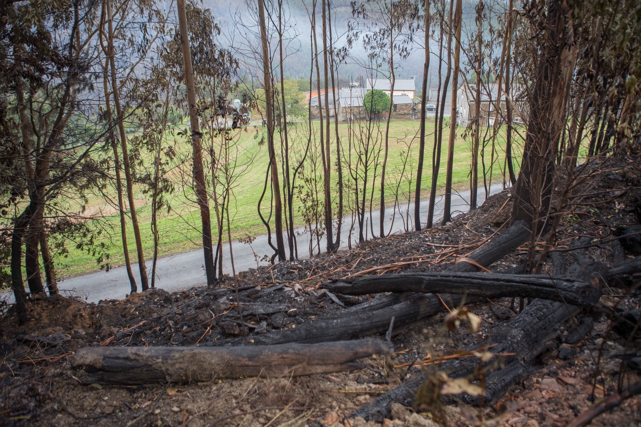 Especies como el eucalipto con buenas 'aliadas' de los incendios forestales (Foto: Europa Press / Archivo).