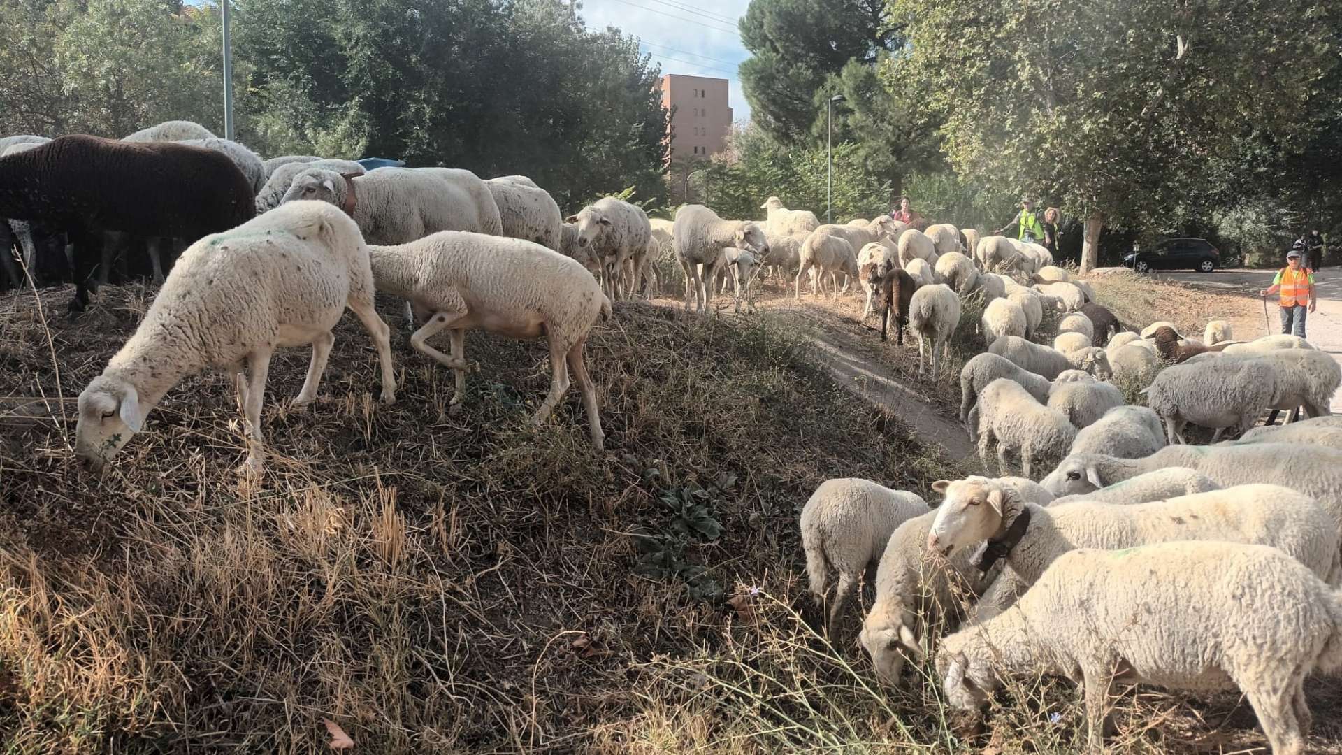 Las 1.400 ovejas que tomarán el centro de Madrid el domingo en la Fiesta de la Trashumancia llegan a la Casa de Campo. EP