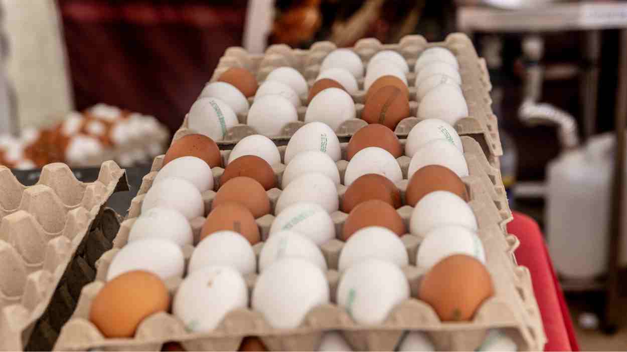 Cartones de huevos en fabrica. Europa press