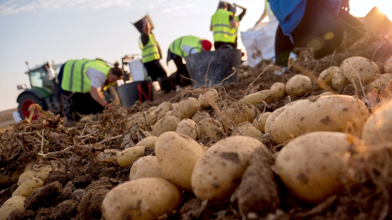 patatas