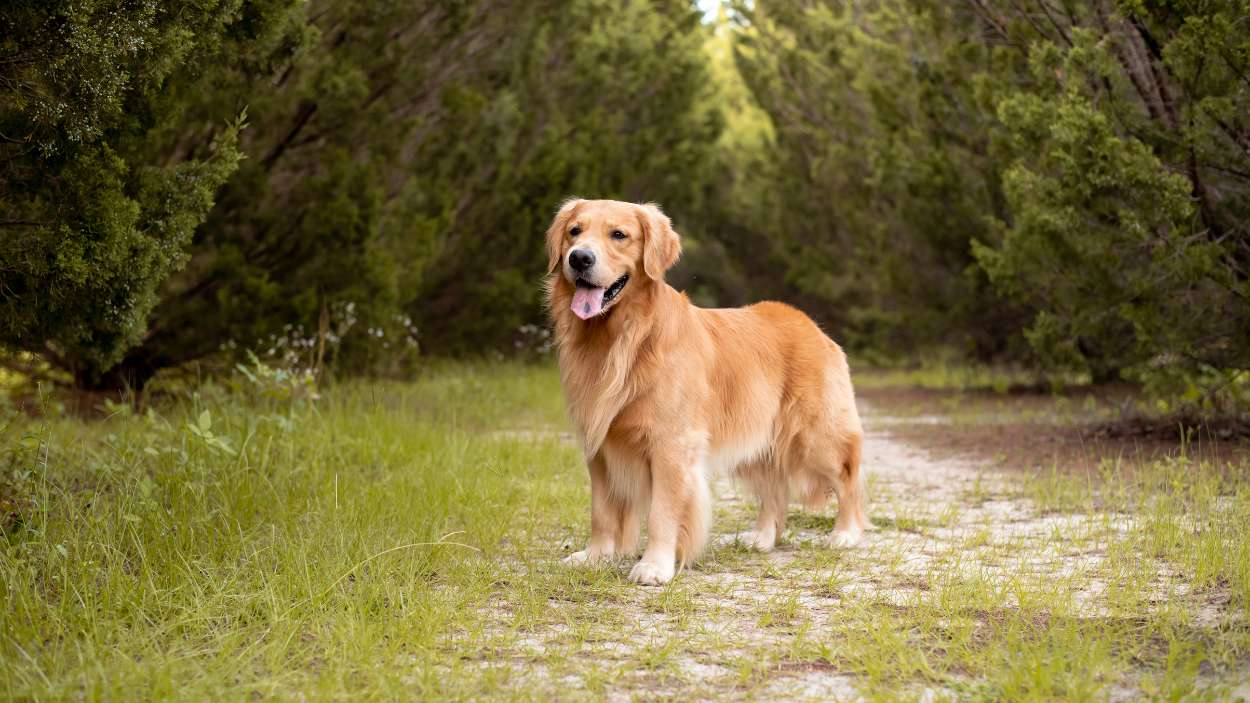 El golden retriever que “se coló” en la boda de sus dueños y creyó que la fiesta era para él
