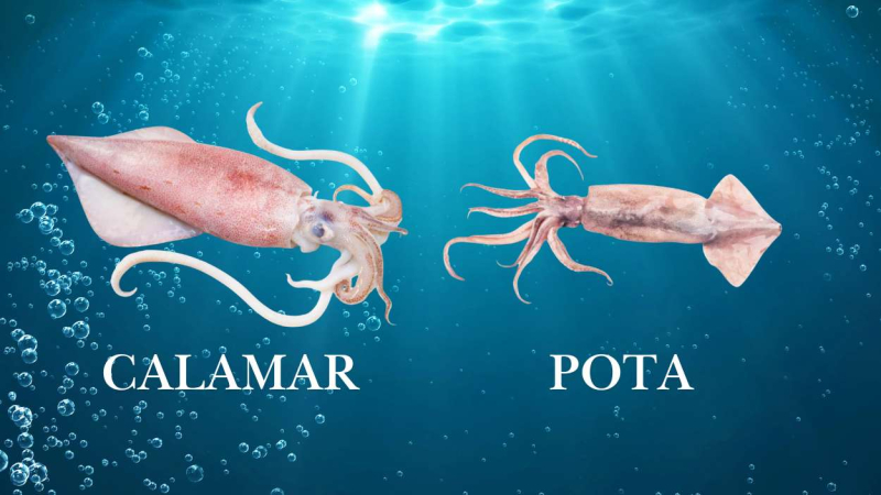Diferencias entre el calamar y la pota Diferencias entre el calamar y la pota
