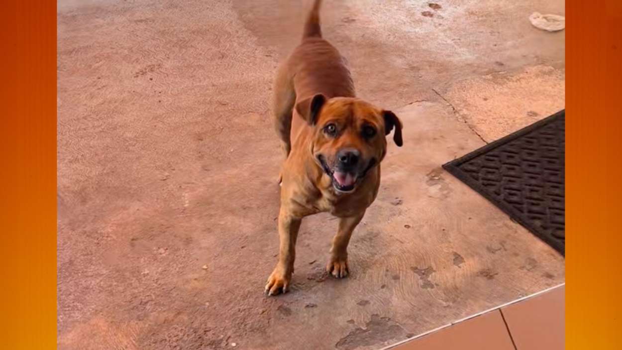 El perro que “paga” con piedras la historia viral que conquistó TikTok y enterneció al mundo