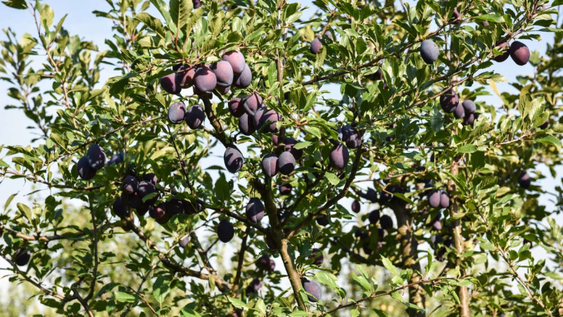 El árbol del ciruelo