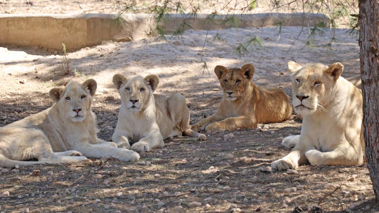 El león Tzigane (i) junto a dos hermanos y su madre. EP