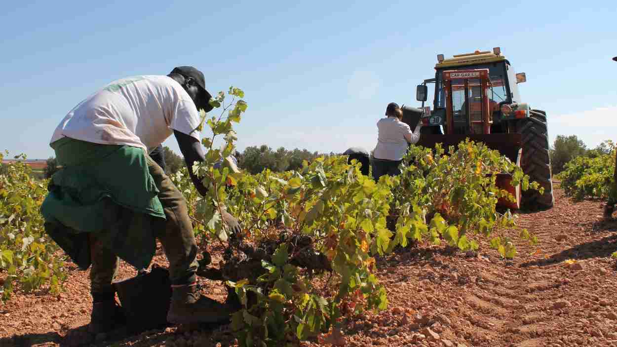 Imagen de varios jornaleros trabajando en la vendimia en Castilla-La Mancha. EP.