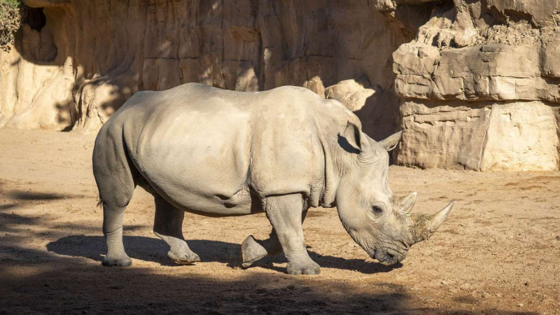La rinoceronte Kwanza del Bioparc de Valencia. EP