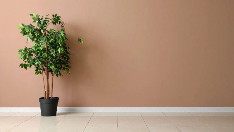 Un árbol ficus frente a una pared interior Un árbol ficus frente a una pared interior