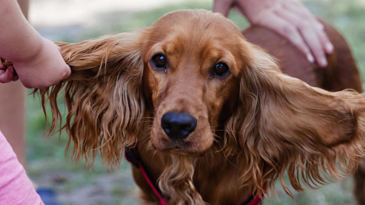 Cinco razas de perro perfectas para quienes buscan calma y poco ruido en casa (entre ellas, el cocker spaniel)