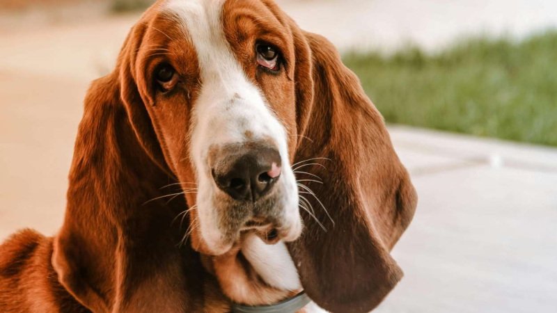 Basset Hound