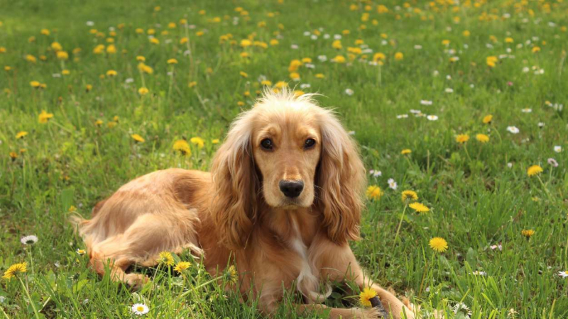 Cocker Spaniel