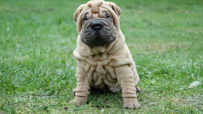 Shar Pei
