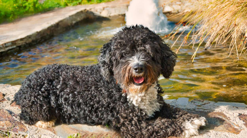 Perro de agua español